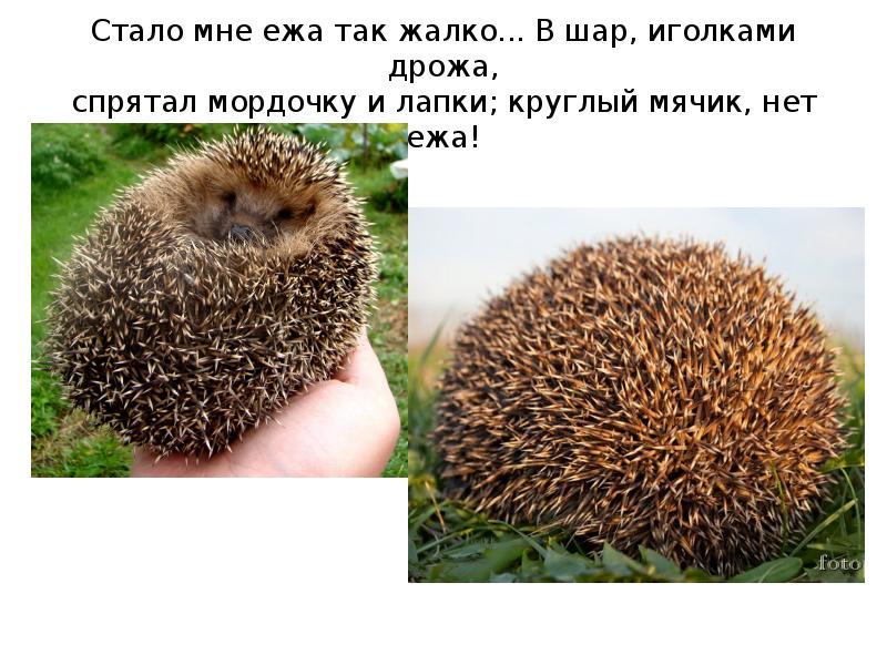 Порядок ежа