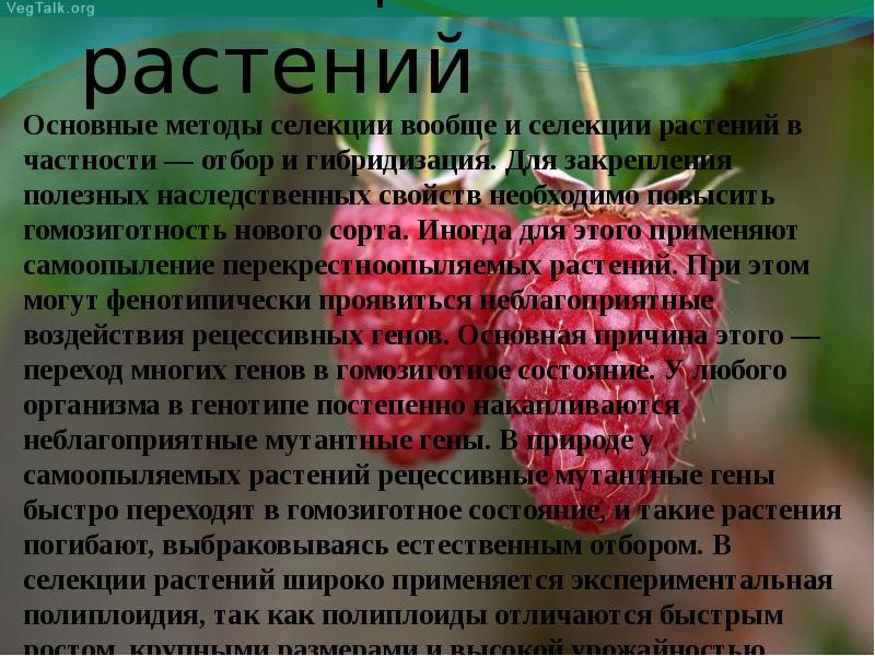 Основные методы селекции. Основные методы селекции полиплоидия. Основные методы селекции растений. Презентация на тему селекция растений. Характеристика селекции растений.