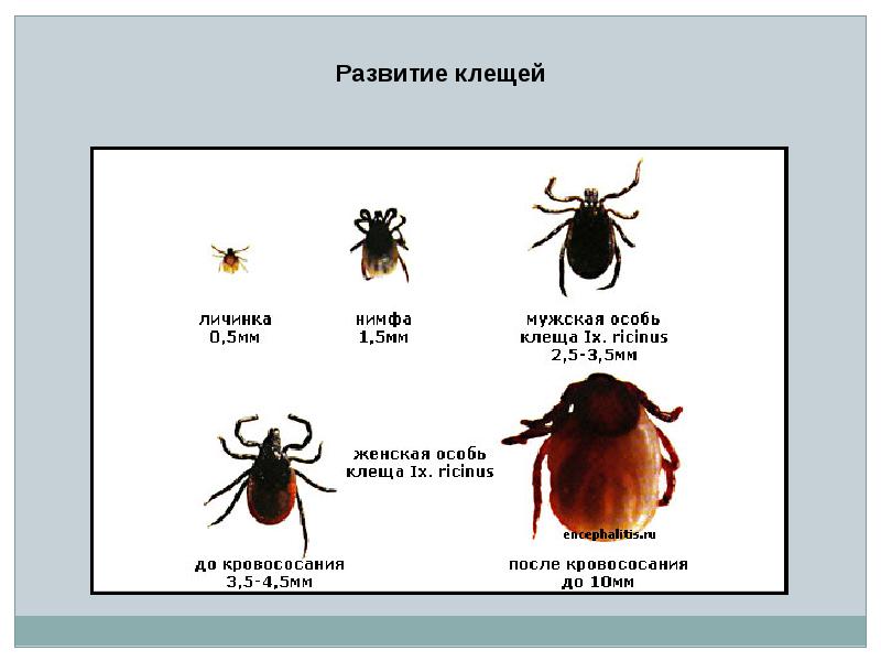 Какой цифрой обозначена на рисунке личинка таежного клеща