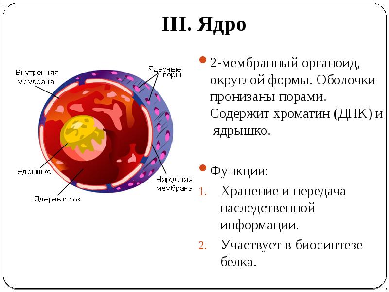 Клетка презентация 9 класс