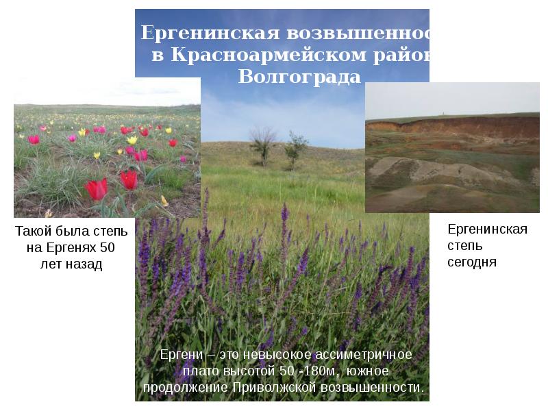 Животные и растения красной книги волгоградской области фото и описание