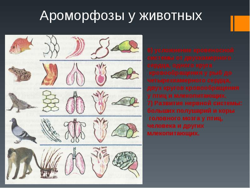 Презентация ароморфозы животных