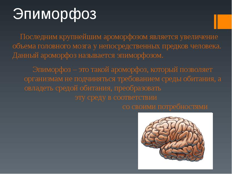 Эпиморфоз   Последним крупнейшим ароморфозом является увеличение объема головного мозга