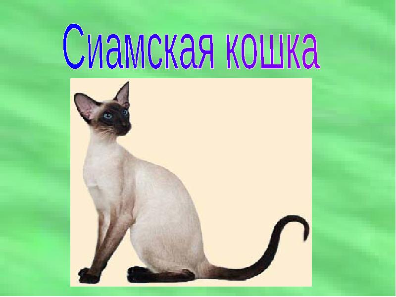 Проект сиамская кошка