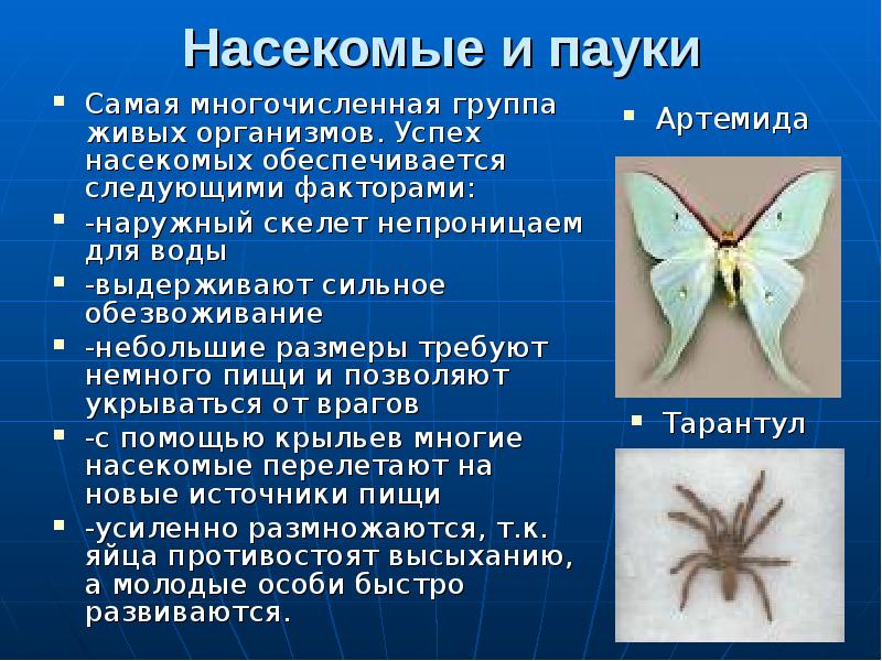 какая самая многочисленная группа живых организмов. какая самая многочисленная группа живых организмов. многочисленная группа животных на земле. какая самая многочисленная группа живых организмов. число видов живых организмов на земле.