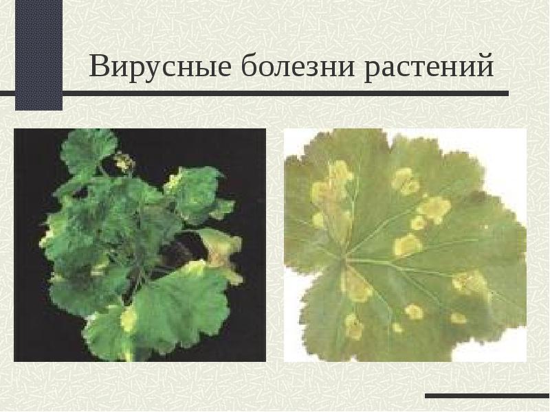 Вирусные заболевания растений. 5 Вирусных заболеваний растений. Вирусные заболевания растений названия. Вирусные заболевания растений лабораторная работа.