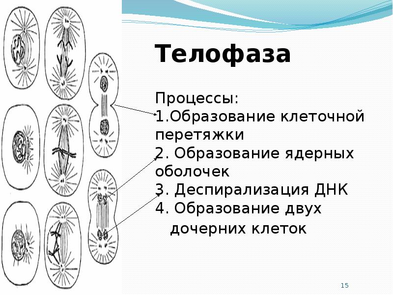 Дочерних клетках любого организма при митозе образуется. Телофаза процессы. Образование дочерних клеток. Однохроматидные дочерние клетки. Телофаза мейоза 1 хромосомы однохроматидные.