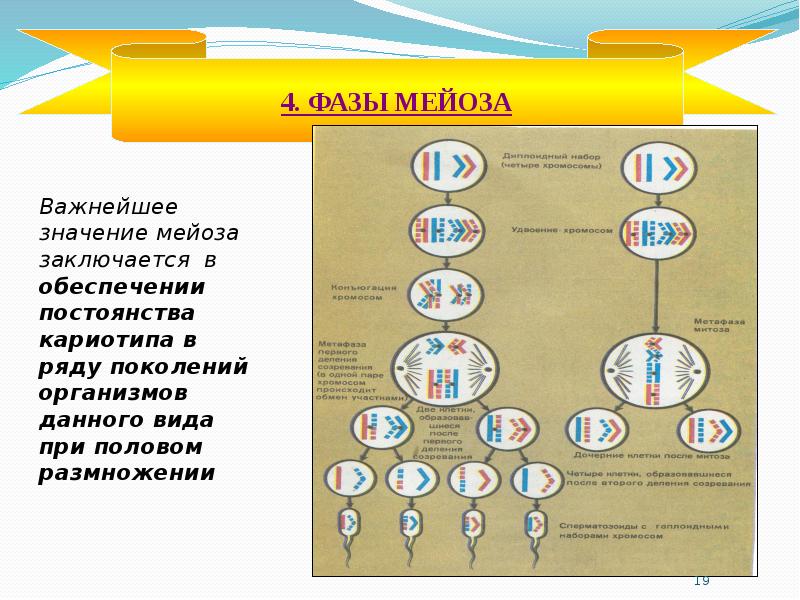 Мейоз отличается от митоза