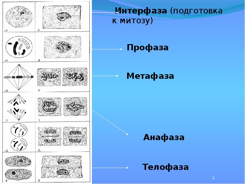 Митоз фазы с рисунками