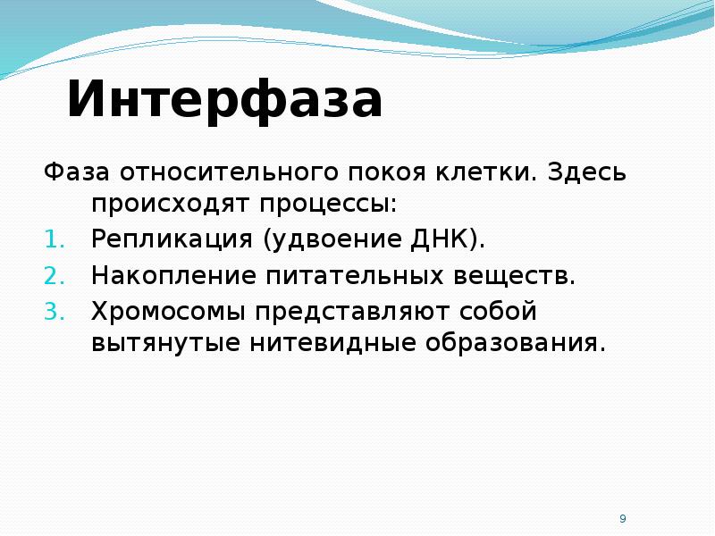 Что происходит в интерфазе. Интерфаза (фаза между делениями). Процессы происходящие в интерфазе. Интерфаза митоза процессы. Характеристика интерфазы митоза.