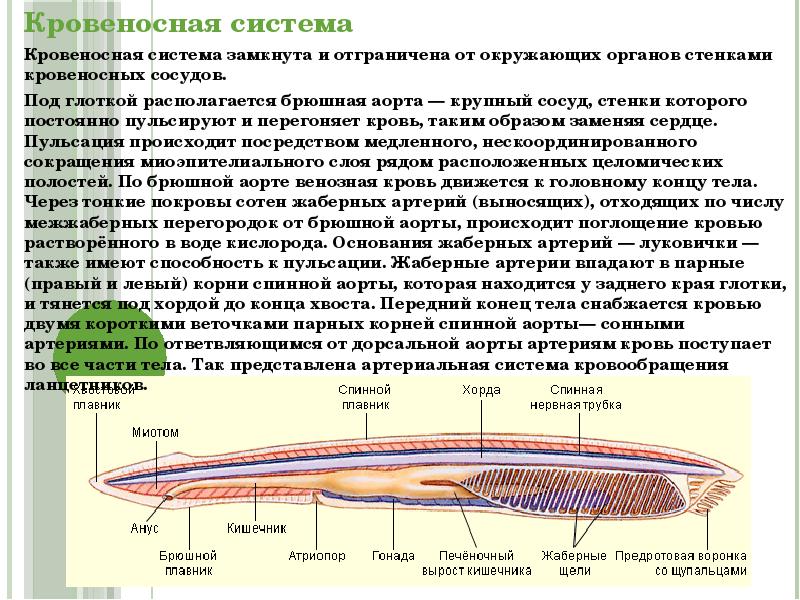 Ланцетники кровеносная система особенности. Ланцетник 7 класс. Кровеносная система бесчерепных. Характеристика ланцетника. Атриопор у ланцетника это.