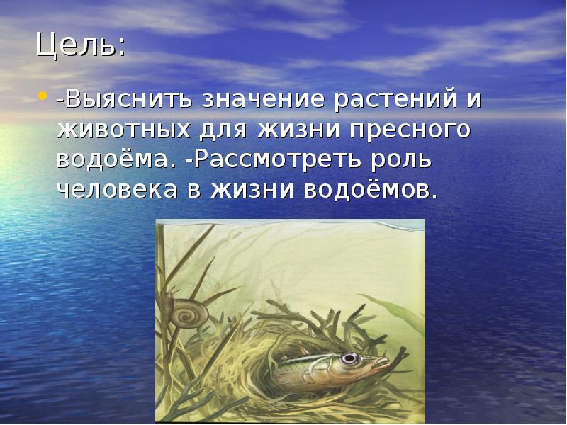 Презентация для дошкольников жители водоемов