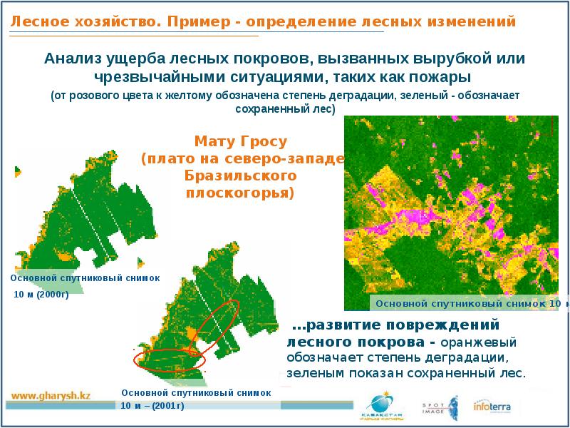 Лесное хозяйство презентация