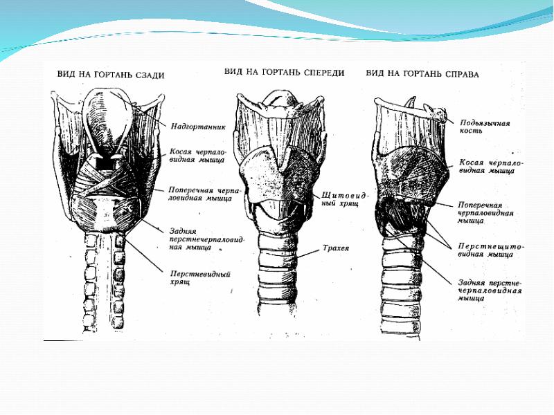Строение гортани рисунок. Строение гортани вид спереди и сбоку. Гортань вид спереди и сзади. Гортань вид спереди вид сзади строение. Строение гортани спереди и сзади.