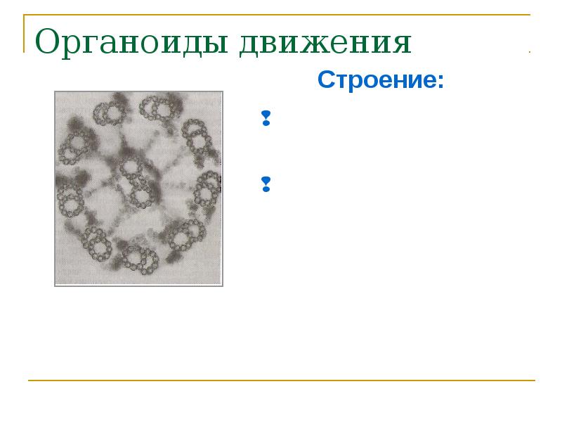 Органоид необходимый для образования нитей веретена