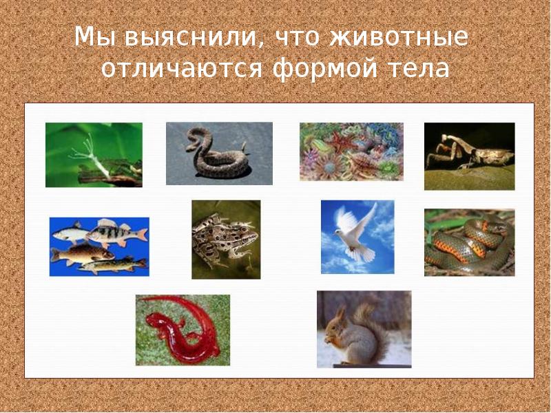 Чем звери отличаются от животных 1 класс. Многообразие животных нашей планеты. какие животные отличаются друг от друга по форме тела. выбери из приложения представителей трех групп животных.