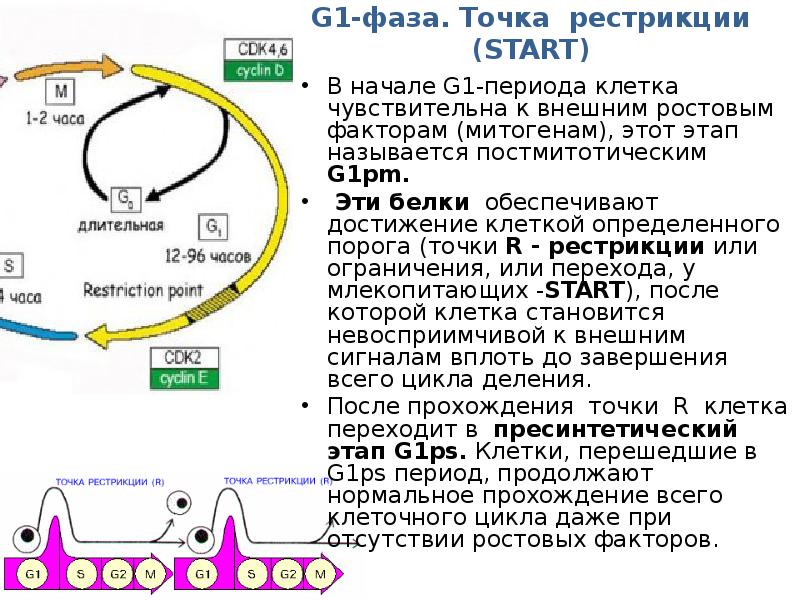 Система рестрикции модификации