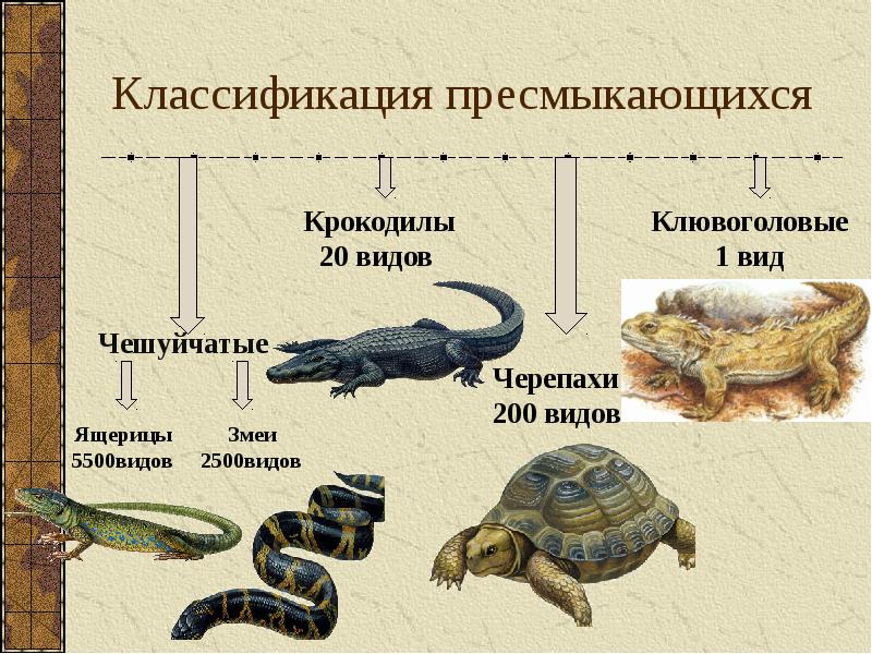 Многообразие рептилий презентация