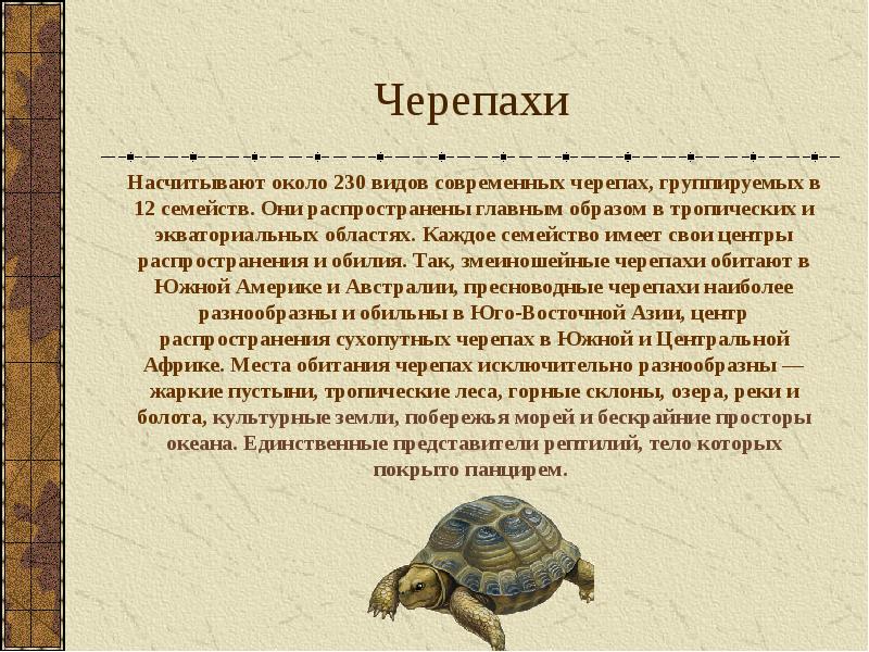 Черепаха сообщение 8 класс. Информация о черепахе. Черепаха для презентации. Доклад про черепаху.