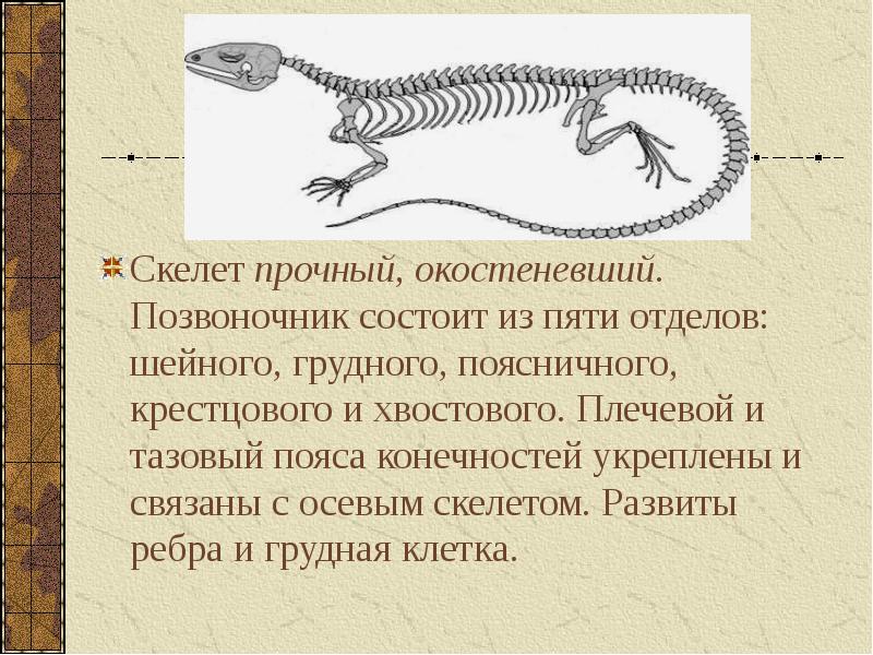 Внешнее строение и скелет пресмыкающихся 7 класс презентация