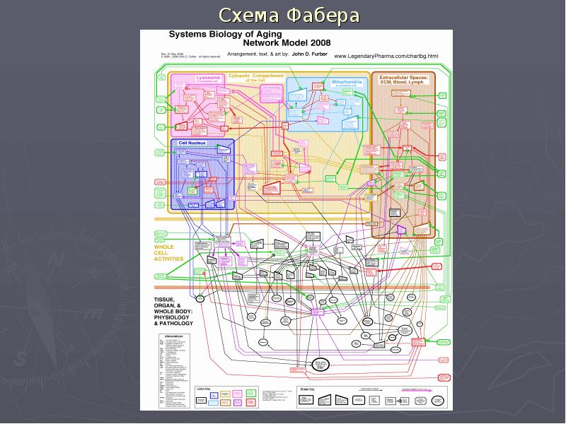 Системная схема старения человека