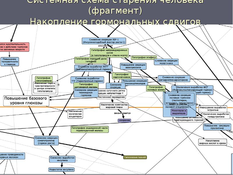 Системная схема старения человека