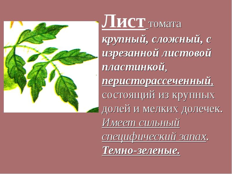 Виды листьев томатов. Строение листьев томата. Форма листьев томата. Строение листа томата. Виды листьев у томатов.