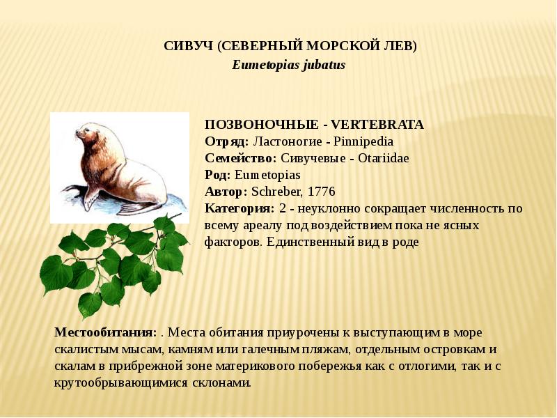 доклад морской лев. сивуч описание. сивуч красная книга краткое описание для детей 2 класса. сивуч краткое описание. сивуч сивуч сивуч.