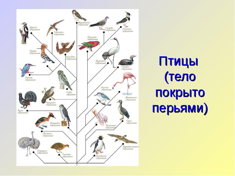 Сравнение птиц 3 класс. Тело птиц покрыто перьями. Окружающий птицы. Окружающий мир. Птицы. Птицы тело животных покрыто перьями.