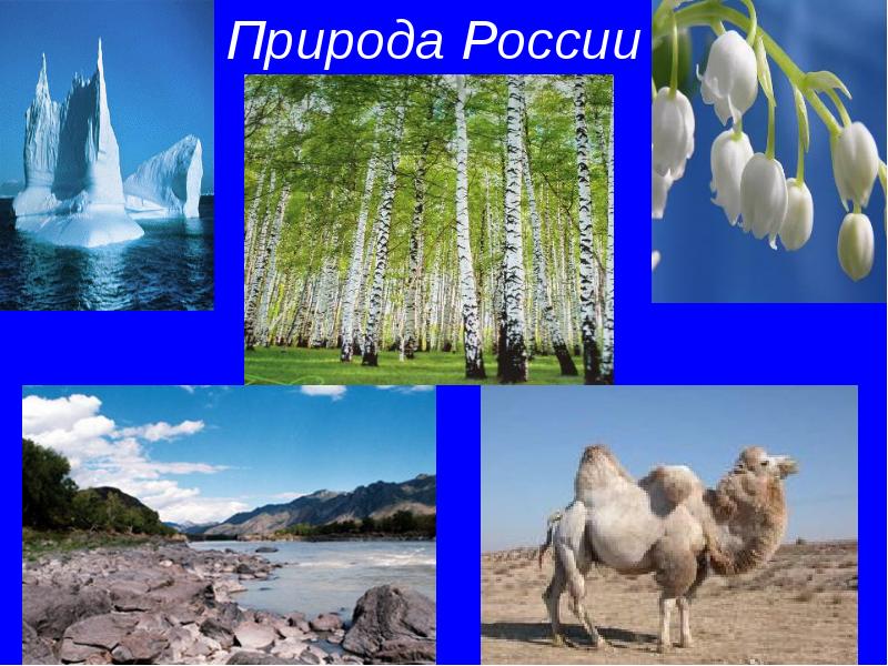 Проект природа россии