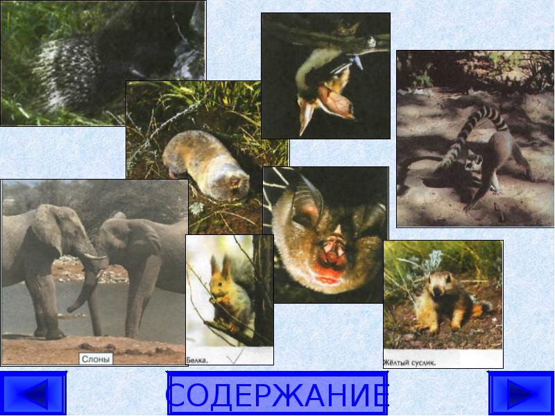 Вымершие отряды млекопитающих. Тест на тему отряды млекопитающие. слон и белка.