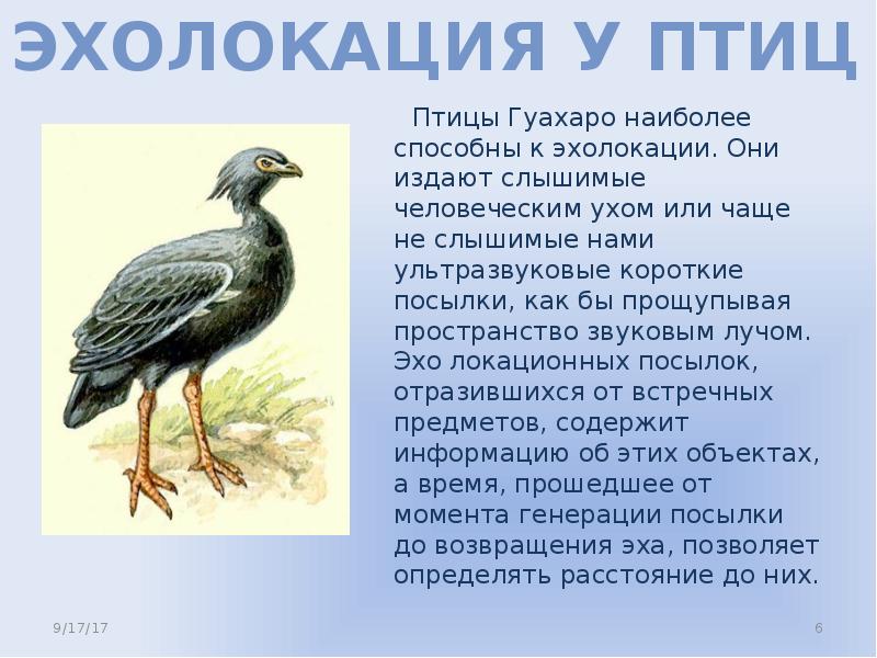 Наиболее способные. Эхолокация птиц. Гуахаро эхолокация. Эхолокатор птиц гуахаро. Если у птиц эхолокация.