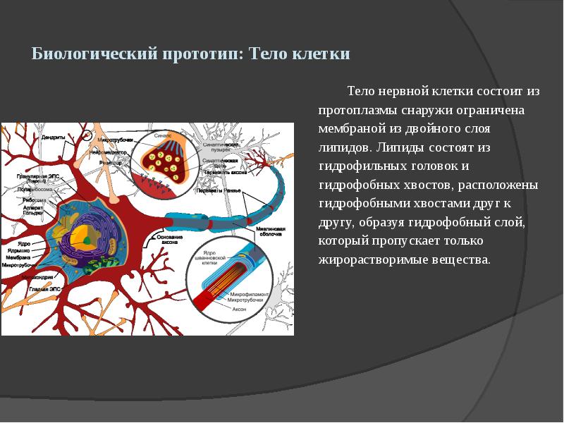 Биологический прототип: Тело клетки
Тело нервной клетки состоит из протоплазмы Биологический прототип: Тело клетки
Тело нервной клетки состоит из протоплазмы