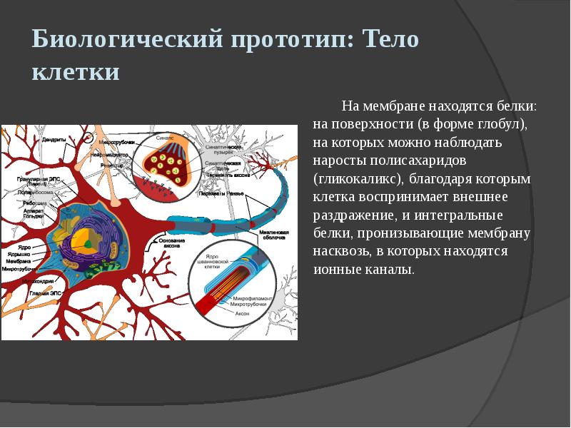 Биологический прототип: Тело клетки
На мембране находятся белки: на поверхности (в Биологический прототип: Тело клетки
На мембране находятся белки: на поверхности (в
