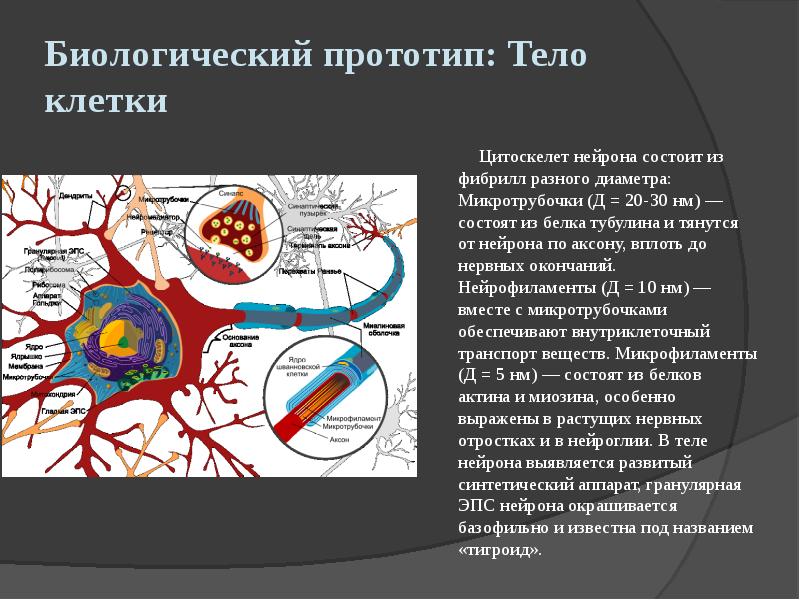 Нейрон состоит из. Цитоскелет нейрона. Элементы цитоскелета нейрона. Цитоскелет нервной клетки. Нейрофиламенты в нейроне.