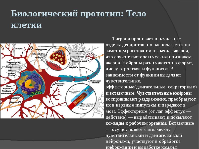 Биологический прототип: Тело клетки
Тигроид проникает в начальные отделы дендритов, но Биологический прототип: Тело клетки
Тигроид проникает в начальные отделы дендритов, но