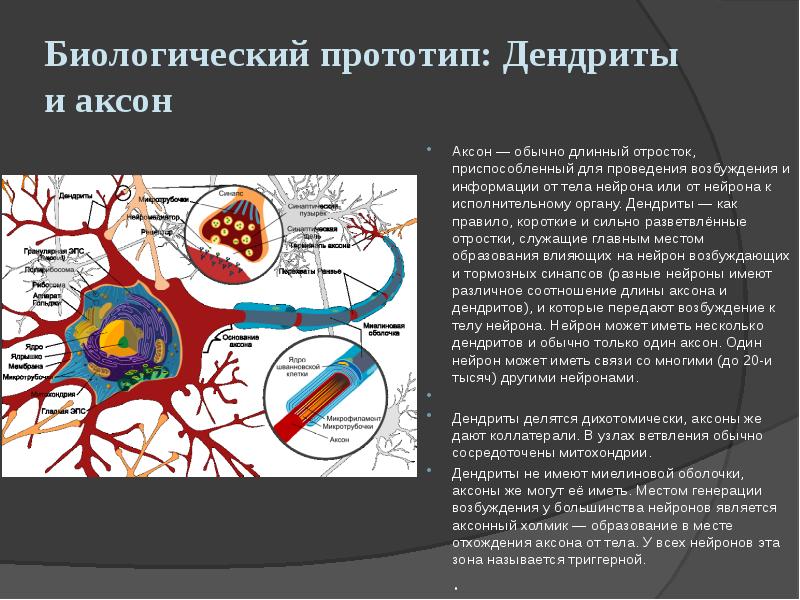 Биологический прототип: Дендриты и аксон
Аксон — обычно длинный отросток, приспособленный Биологический прототип: Дендриты и аксон
Аксон — обычно длинный отросток, приспособленный