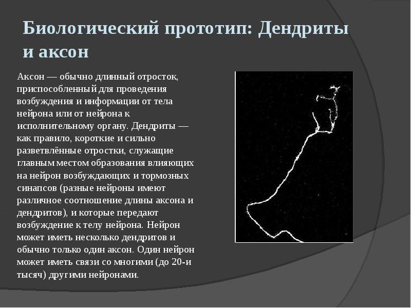 Биологический прототип: Дендриты и аксон
Аксон — обычно длинный отросток, приспособленный Биологический прототип: Дендриты и аксон
Аксон — обычно длинный отросток, приспособленный