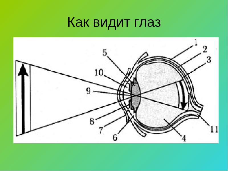 Место образования изображения предмета в глазу это