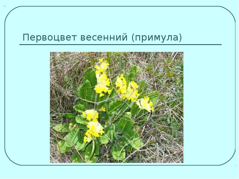 Красная Книга Краснодарского Края Растения Фото