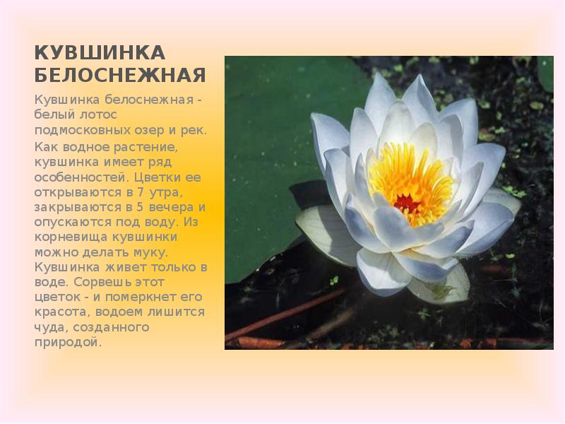 Какие растения и растения занесены в красную книгу россии фото