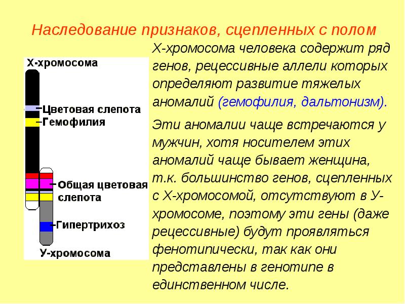 Хромосомное определение пола презентация