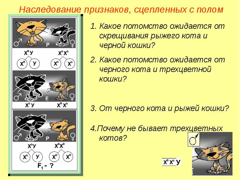 Хромосомное определение пола презентация 10 класс