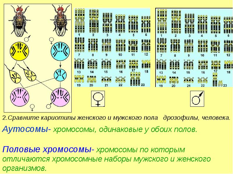 Хромосомное определение пола презентация