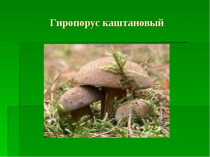 Гиропор каштановый Gyroporus castaneus зелёные страницы. Почему грибы выделяют в самостоятельное царство живых организмов.