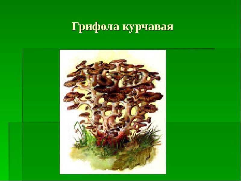 Рисунок грифола курчавая