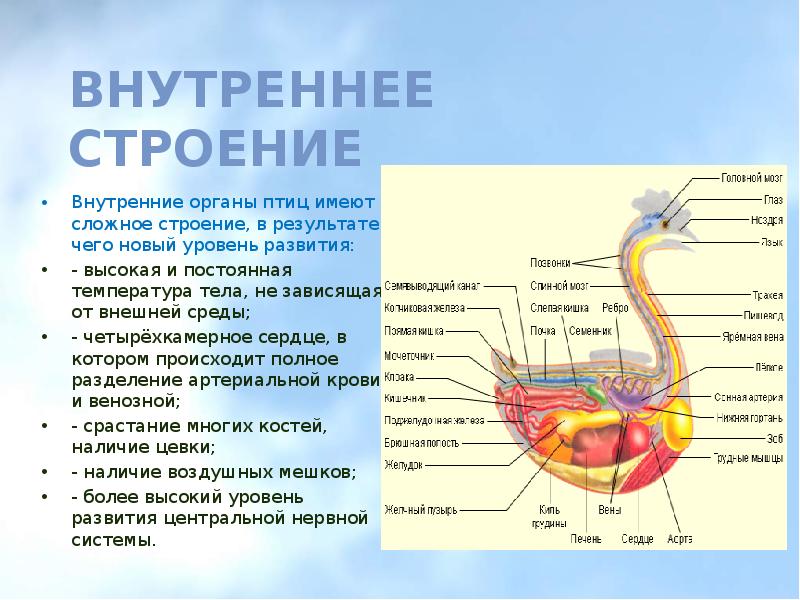 Определите какая система органов птиц изображена на рисунке