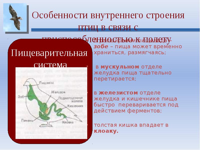 Внутреннее строение птиц презентация 7 класс