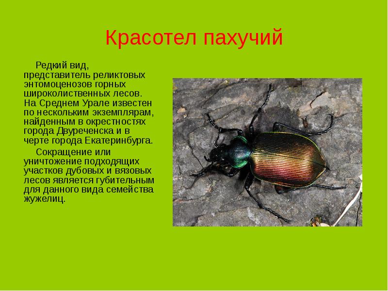 Красная книга ставропольского края насекомые фото и описание