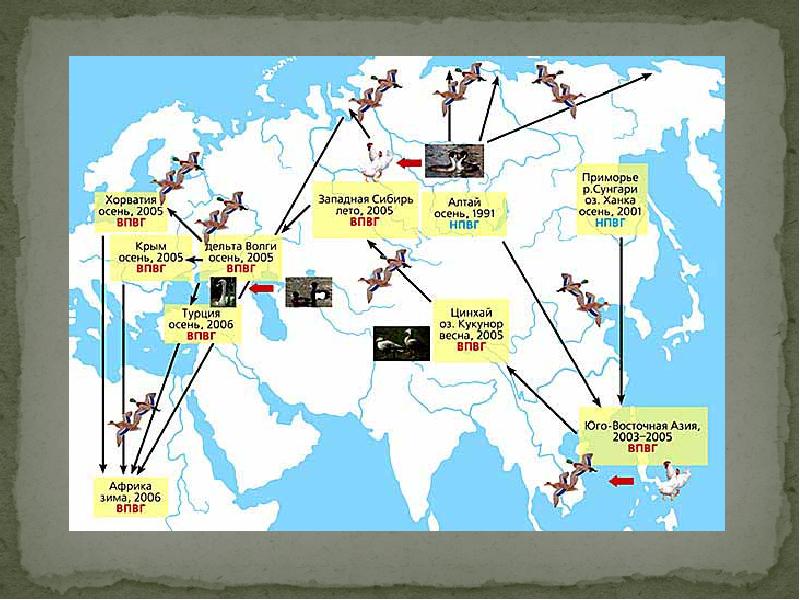 Карта миграции птиц